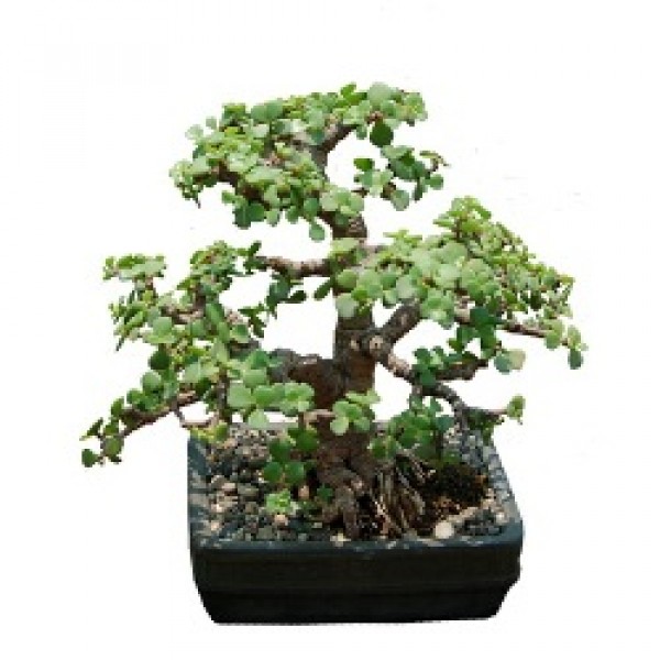 Jade Plant Bonsai - 7 Years